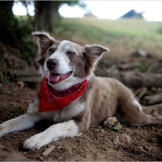Lolly, the Turtleman's Canine Companion