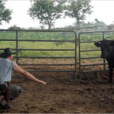 The Turtleman Tames a Bull