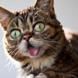 bub-06-625x450