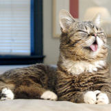 bub-10-625x450