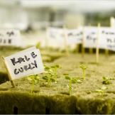Vegetable and herb seedlings in the "greenhouse" at the Amundsen-Scott South Pole Station.