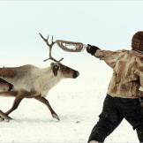 A member of the Dolgan tribe rounds up his reindeer.