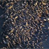 A walrus haul-out at Point Lay, Alaska.