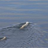 A swimming polar bear mother with two cubs, Svalbard, Norway.