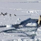 Orca spyhopping near Adélie penguins.