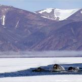 Narwhals wait for sea ice to break up.