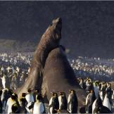 Elephant seals battle among king penguins.