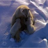 Polar bear mother nursing two cubs.