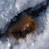 Woolly bear caterpillar freezing over winter.