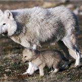 Arctic wolf with pup.