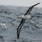 Black-browed albatross off the coast of South Georgia.