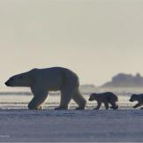 Mother polar bear leads her cubs across the sea ice.