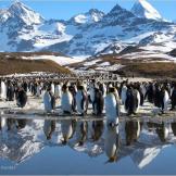 King penguins at St. Andrews Bay, South Georgia.