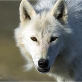 An Arctic wolf on Ellesmere Island, Canada.