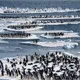 Adélie penguins on ice floes off the coast of Cape Crozier, Antarctica.