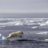 A pair of polar bear cubs swim for the first time.