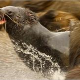 Antarctic fur seals clash on Bird Island, South Georgia.