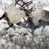 Caribou males fighting over a female, Barrenlands, Canada.