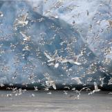 Seabirds fly and feed beside a glacier.