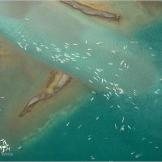Aerial view of the beluga whale "spa" at Cunningham Inlet, Canada.
