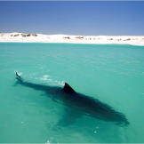 A female great white sunbathes in shallow water off a deserted beach in South Africa. Like us, these sharks enjoy the warmth of the sun and can even develop a suntan. The shallows are rich in oxygen compared to the open ocean, allowing the great white to slow its swimming and breathe more easily.