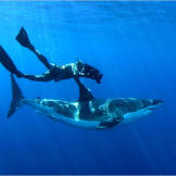 "We saw time and time again sharks up to 14 feet in length coming right up to me, sometimes inches away from me," says Chris Fallows. "If anything, they were cautious and even a little bit scared. It's simply unbelievable to be in the water with these magnificent creatures."
