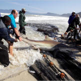 A bronze whaler is wrangled from a fishing net and cast back into the shallows of False Bay, South Africa. Great whites come to False Bay annually to feed on seals, but switch their diet in spring to fish, rays and even other sharks, like this one.