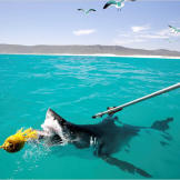 Scientists bait a great white shark in order to attach a satellite transmitter to its dorsal muscle. The tag will tell them where the shark goes and when, helping the researchers unravel the secret behind the Great White Invasion of recent years.