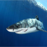 It's no secret that great white sharks occasionally bite and, on occasion, kill people, but man is a far greater threat to this species than vice versa. Great white sharks are listed as vulnerable to extinction.