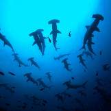 Some hammerhead species travel in large schools of up to 500 sharks or more. Here, hammerhead sharks gather at a seamount in the Galapagos. At night, the schooling hammerheads break up to feed.