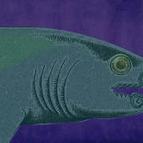 Helicoprion’s closest living relatives are the Chimaeras, cartilaginous fish which carry the nickname “ghost sharks”. Since Helicoprion’s body was made primarily of cartilage (which disintegrates when the body begins to decay), most fossil remains only reflect the shark’s teeth.