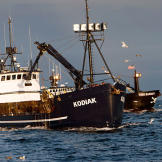 KODIAK