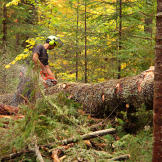 Isaac is hard at work with his chainsaw. Are you as skilled as Isaac?