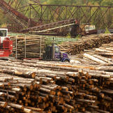 The company's veteran log crane operator, Andrew Morin, is very picky about the how the crews stack the wood that he has to load onto the haulers.