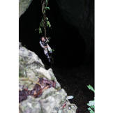 With no foothold available, Bear Grylls' arms got quite the workout when he used a vine in order to descend from the canopy to the ground while in the Borneo jungle.