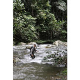 In Borneo, Bear Grylls heads downstream along the river. Why downstream? Because it "should eventually lead to a bigger river and then to civilization."