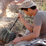 Mykel spends a good portion of the day in the Mexican desert taking cover in the in the shade. He gets much needed fluids from cacti, like this barrel cactus, by cutting them open and sucking out the juices. The remaining cactus pulp is saved for the solar still he and Ruth use to distill every drop of moisture from the fruit.