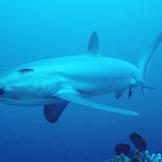 Pelagic thresher shark (Alopias pelagicus) being cleaned by cleaner wrasse, (Labroides dimidiatus) off the Philippines in the Pacific Ocean.