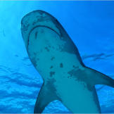 The Caribbean Reef Shark makes up the majority of sharks seen on Bahamian dives. It is easily distinguished by its blunt, rounded snout.