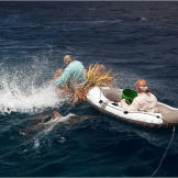 Sharks quickly surround both rafts at the first whiff of chum.