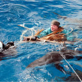 Cody's raft gives out and he's left floating on a driftwood pallet in a swarm of sharks.