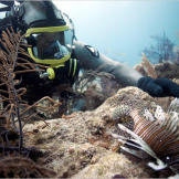 Dave keeps his distance from a venomous lion fish that's a danger to divers and fishermen. Lion fish are native to the Indo-Pacific but were accidentally introduced into the Atlantic in the mid 1990's.