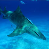 A scarred lemon shark with the usual hitchhikers makes a pass at one of the shark dive locations.