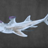 Stethacanthus averaged 2.3 feet in length and resembled most normal sharks with one unusual exception: it was known for having an oddly-shaped dorsal fin that looked a lot like an anvil or ironing board. Also, spikes on its head were used during mating rituals and to attack prey.