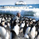Cameraman Mark Smith among the Adélie penguins of Cape Crozier.