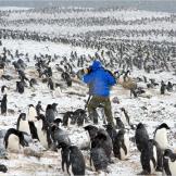 Filming Adélie penguins in a snowstorm.