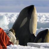 Filming killer whales close up in Antarctica's Ross Sea.