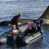 Filming killer whales from a boat in the Antarctic Peninsula.