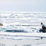 Filming polar bears up close.