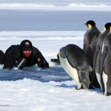 Getting close to penguins at Cape Washington.